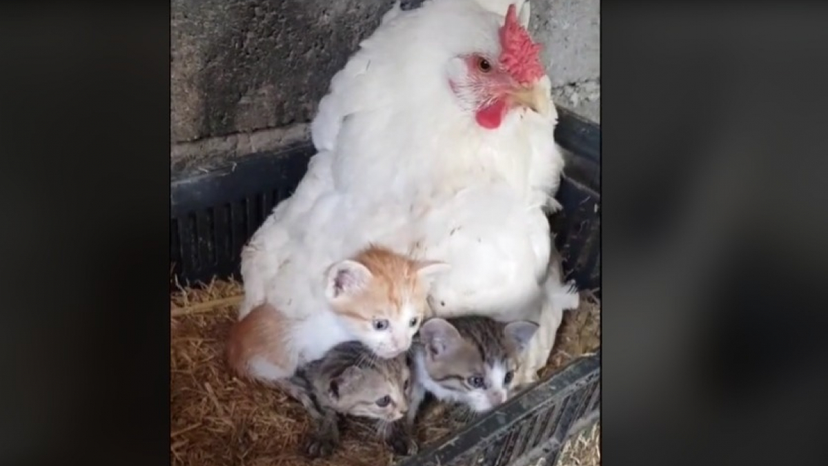 Illustration : "Un homme découvre avec surprise l’une de ses poules couvant et protégeant 3 chatons orphelins (vidéo)"