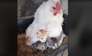 Illustration : "Un homme découvre avec surprise l’une de ses poules couvant et protégeant 3 chatons orphelins (vidéo)"
