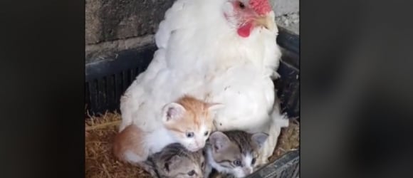 Illustration : "Un homme découvre avec surprise l’une de ses poules couvant et protégeant 3 chatons orphelins (vidéo)"