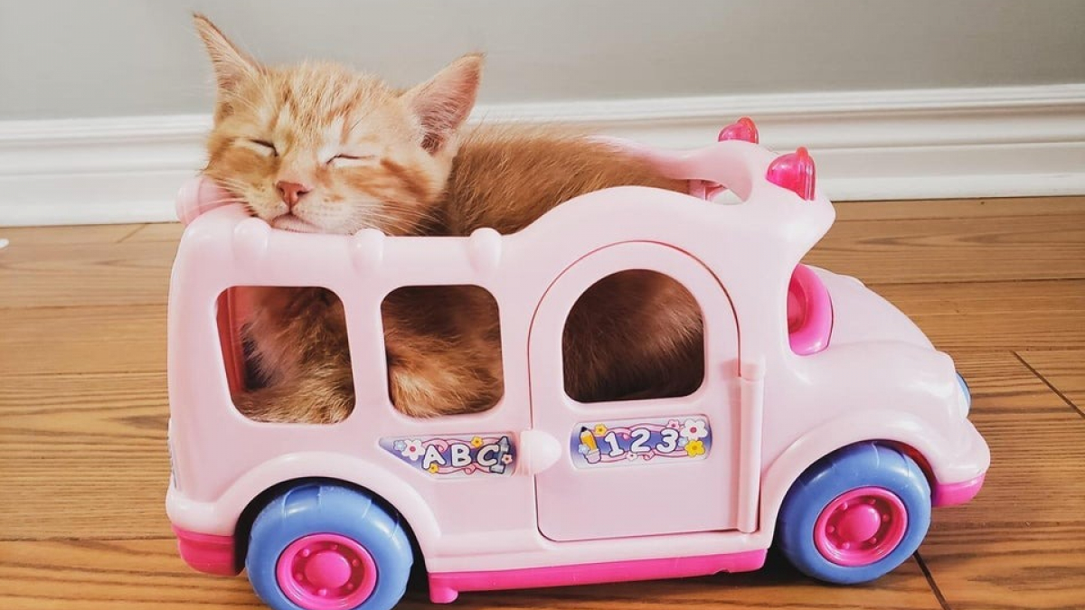 Illustration : "20 photos prouvant la capacité des chats à se reposer dans des endroits absurdes"
