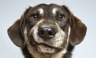 Illustration : "20 photos de chiens soulignant le caractère unique et la beauté de chacun d’eux"