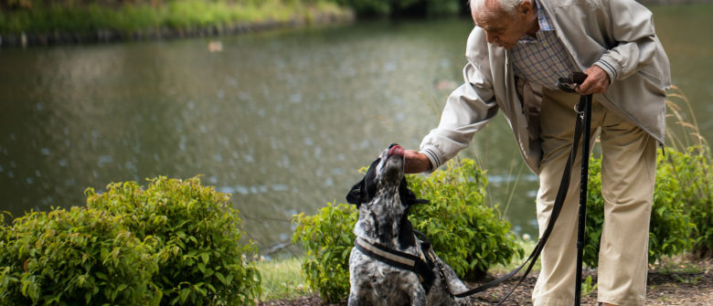 Illustration : "L'assurance Vicanis Tranquillité : une solution d'accompagnement pour l'avenir des chiens après le départ de leur propriétaire sénior"
