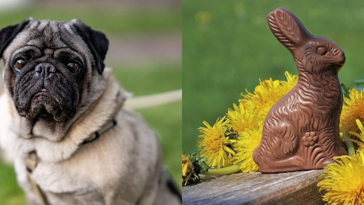 Illustration : "Pâques : pourquoi et comment protéger votre chien ou chat du chocolat ?"