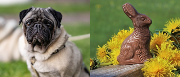 Illustration : "Pâques : pourquoi et comment protéger votre chien ou chat du chocolat ?"