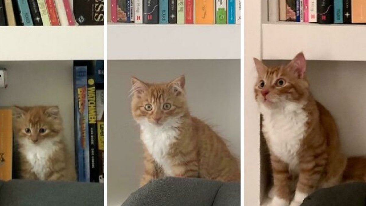Illustration : "20 photos avant / après de chatons devenus de magnifiques chats adultes"