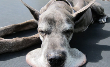 Illustration : "20 photos prouvant que les Dogues Allemands sont des géants au coeur tendre"