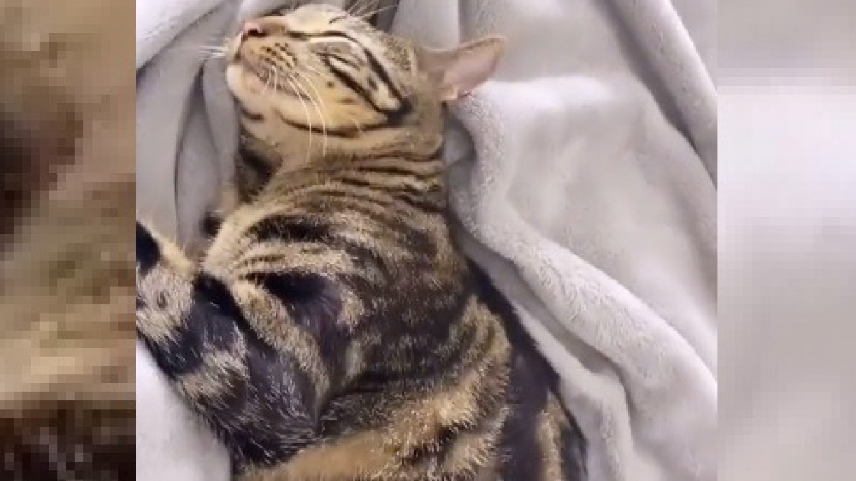 Illustration : "Ce chat fait semblant de dormir pour éviter de prendre un bain (vidéo)"