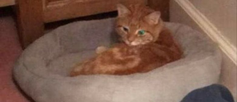 Olive Chat Mascotte De Bercy Depuis 22 Ans Est Decede Bruno Le Maire Lui Rend Hommage
