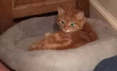 Illustration : "Un chat retrouvé à 30 kilomètres de chez lui, 6 semaines après sa disparition "
