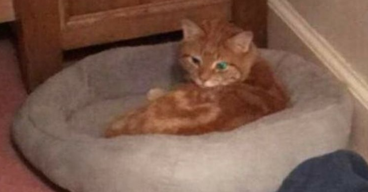 Un Chat Retrouve A 30 Kilometres De Chez Lui 6 Semaines Apres Sa Disparition