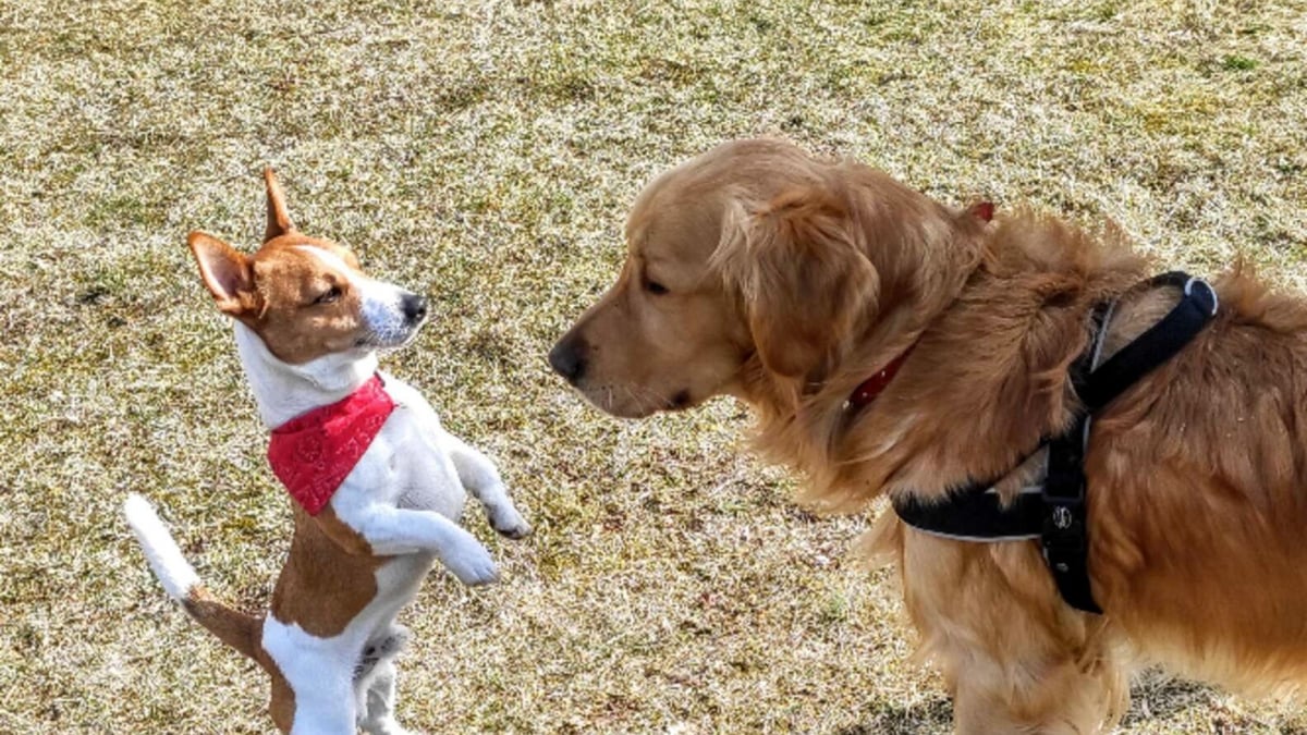 Illustration : "Un Golden Retriever perdu et tombé dans un puits, retrouvé 32 jours plus tard grâce à un Jack Russell Terrier"