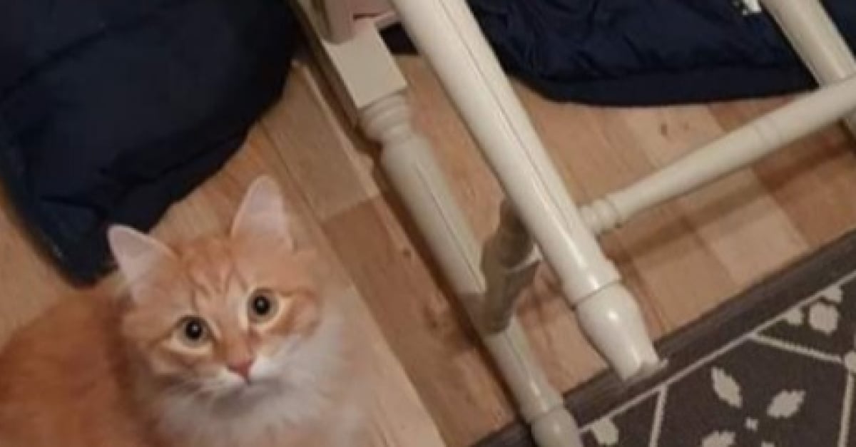 18 Chats Et Chiens Qui Ont Fait De Grosses Betises Et Auront Du Mal A Prouver Leur Innocence 18 Chats Et Chiens Qui Ont Fait De Grosses Betises Et Auront Du Mal A Prouver Leur Innocence