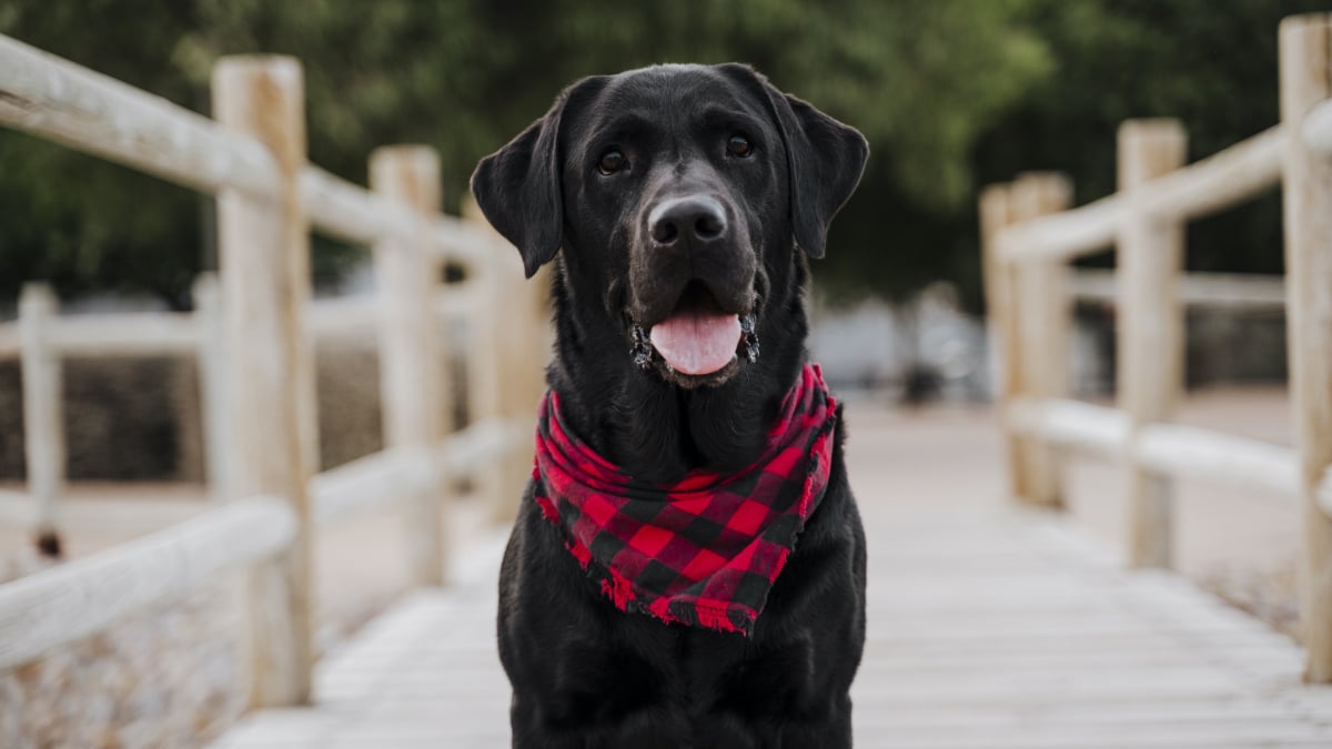 Illustration : "Le bandana pour chien"