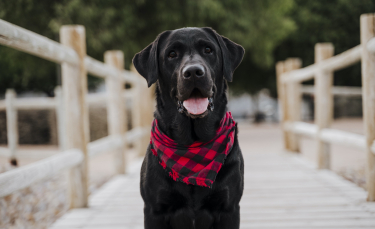 Illustration : "Le bandana pour chien"