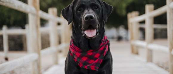 Illustration : "Le bandana pour chien"