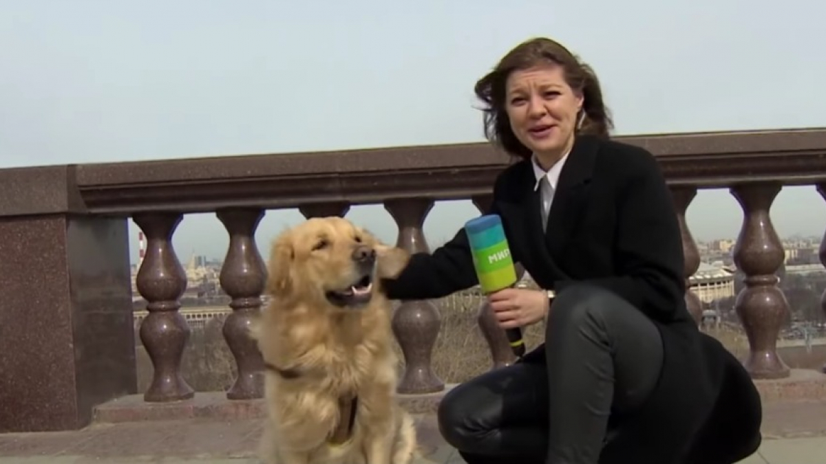 Illustration : "Un chien espiègle vole la vedette à une journaliste en plein direct lorsqu’il se sauve avec son microphone ! (Vidéo)"