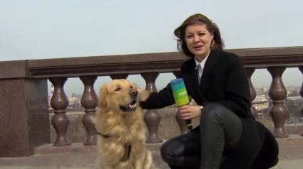 Illustration : Un chien espiègle vole la vedette à une journaliste en plein direct lorsqu’il se sauve avec son microphone ! (Vidéo)