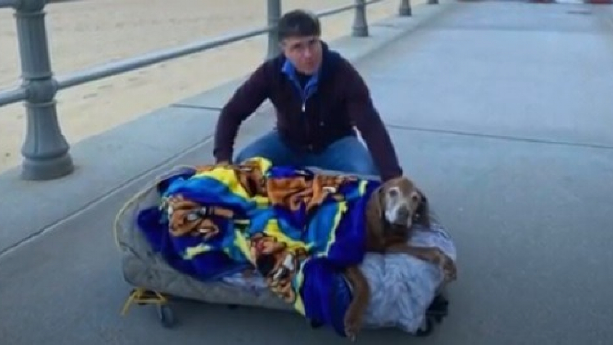 Illustration : "Un homme construit un lit sur roulettes à son chien vieillissant afin qu'il profite de ses derniers jours"
