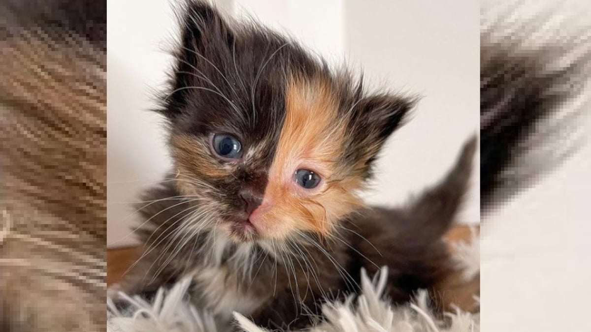 Illustration : "Un chaton chimère retrouvé avec sa soeur attend un foyer d'ici 6 semaines"