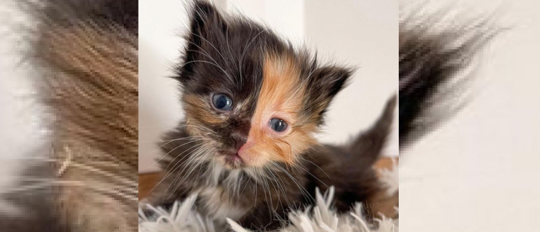 Illustration : "Un chaton chimère retrouvé avec sa soeur attend un foyer d'ici 6 semaines"