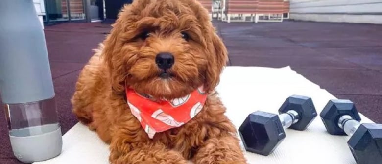 Illustration : "18 chiens qui vous donneront envie de vous (re)mettre au sport"