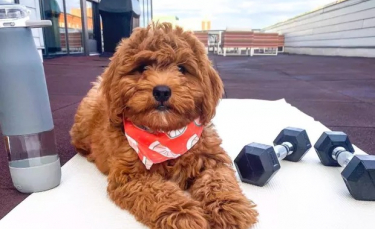 Illustration : "18 chiens qui vous donneront envie de vous (re)mettre au sport"