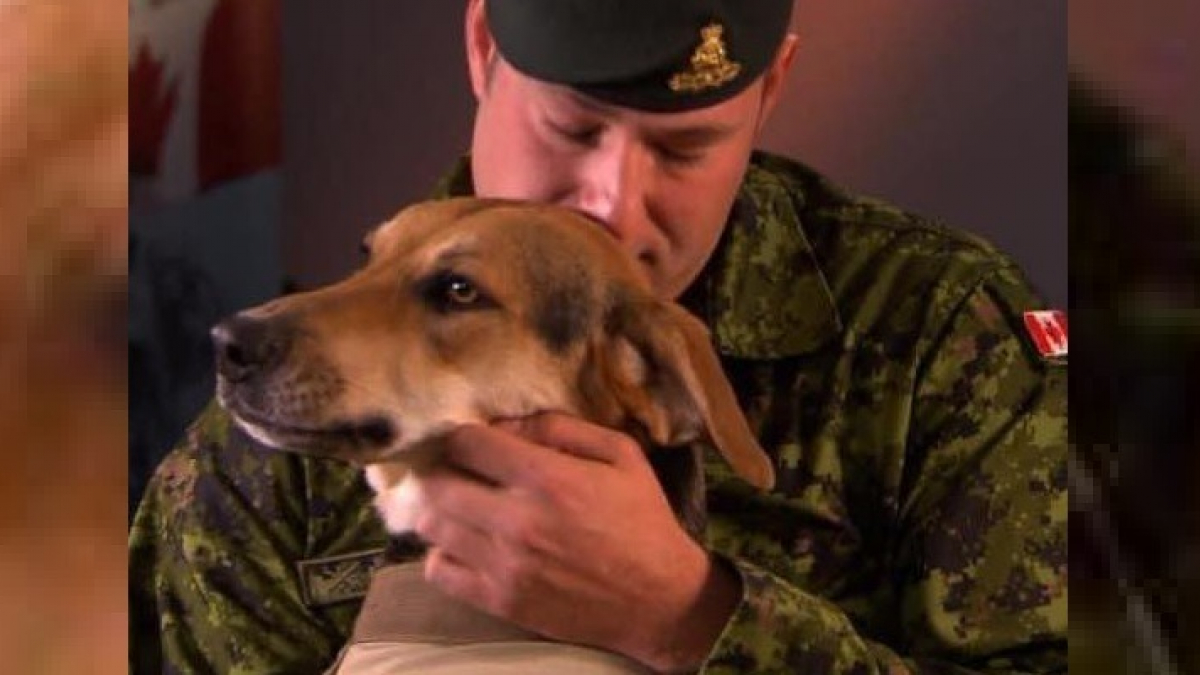 Illustration : "Un vétéran de guerre fait des adieux émouvants à son chien d'assistance qui l'aidait à combattre le stress post-traumatique"