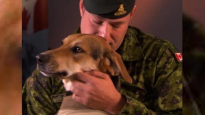 Illustration : Un vétéran de guerre fait des adieux émouvants à son chien d'assistance qui l'aidait à combattre le stress post-traumatique