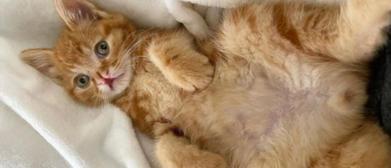 Un Chat Atteint De Nanisme Fait Tout Pour Surmonter Ses Nombreux Problemes De Sante Un Chat Atteint De Nanisme Fait Tout Pour Surmonter Ses Nombreux Problemes De Sante