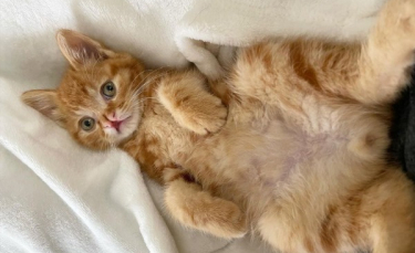 Illustration : "Un chaton orphelin présentant une malformation rare au niveau de la bouche a trouvé du réconfort auprès de son nouveau meilleur ami félin dans un refuge"