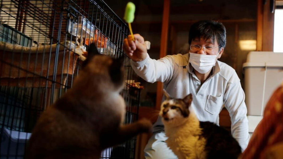 Illustration : "Depuis la catastrophe nucléaire de Fukushima, cet homme passe sa vie à sauver les chats abandonnés sur le site"
