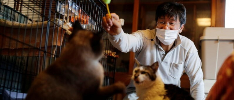 Illustration : "Depuis la catastrophe nucléaire de Fukushima, cet homme passe sa vie à sauver les chats abandonnés sur le site"