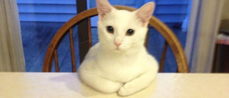 Illustration : "20 photos illustrant le caractère imprévisible et étrange des chats"