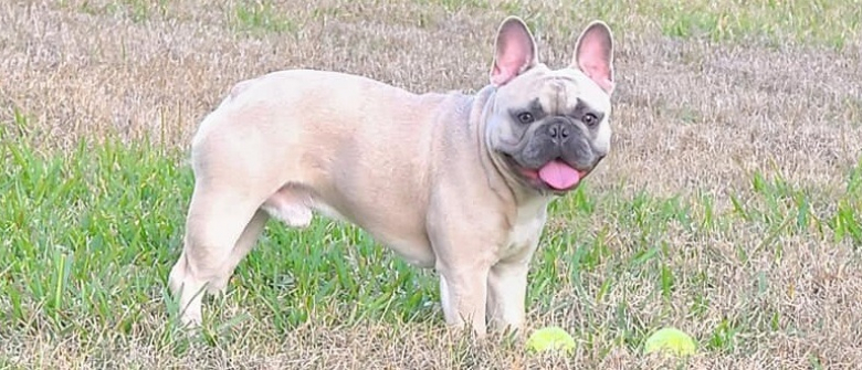 Illustration : "Un homme menace le propriétaire d’un Bouledogue Français avec son arme pour lui voler son chien "
