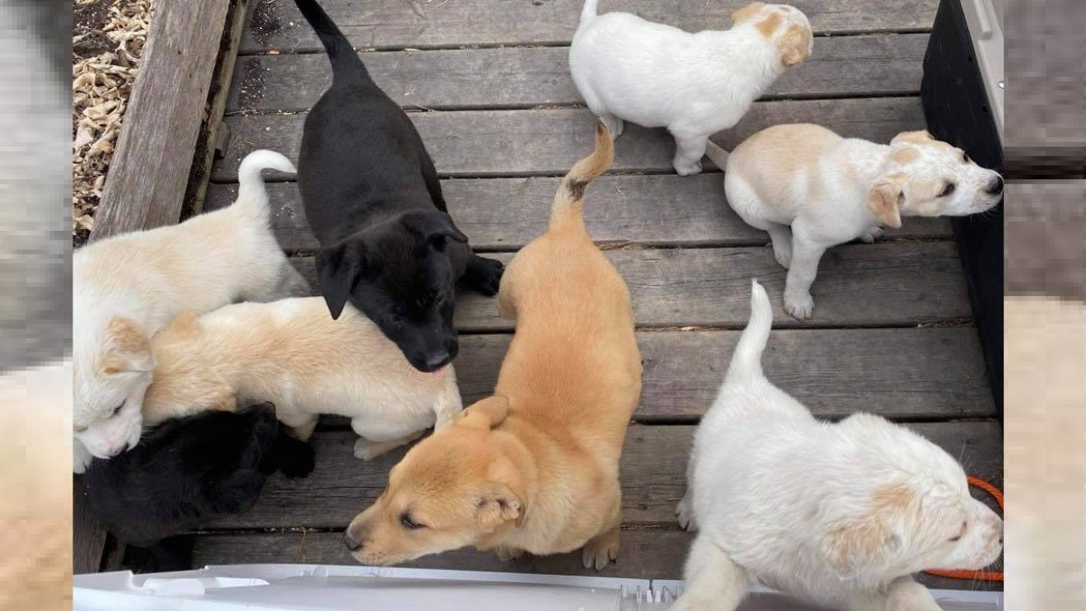 Illustration : "Une portée de chiots abandonnés est retrouvée dans un trou par les bénévoles d’un refuge au Canada"