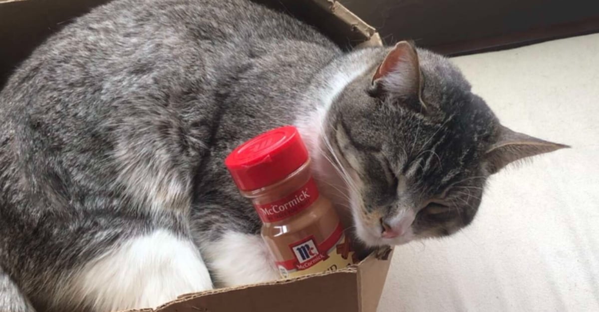 Un Chat Etonne Sa Famille Lorsqu Il S Attache A Une Bouteille De Cannelle Vide Devenue Son Jouet Prefere Video
