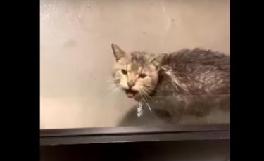 Illustration : "Un chat errant et trempé réclame désespérément l’hospitalité aux employés d’une entreprise (vidéo)"