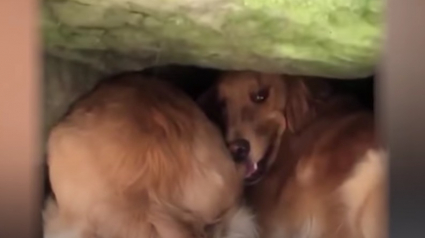 Illustration : Une chienne aide sa propriétaire paniquée à retrouver son chiot, piégé sous un rocher (vidéo)