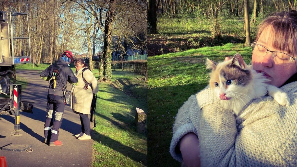 Illustration : "Une femme paniquée de voir son chat coincé dans un arbre du parc reçoit l'aide d'élagueurs"