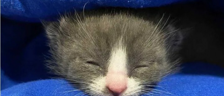 Illustration : "Une chatte et son chaton se battent pour survivre après avoir erré dans les rues"