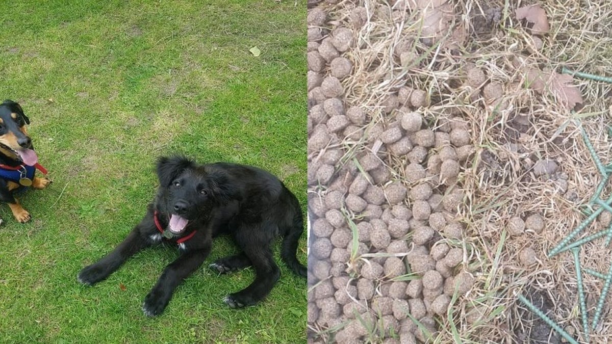 Illustration : "Un femme évite le pire pour son chien qui s'apprêtait à manger des croquettes minées de vis rouillées"