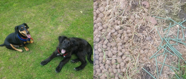 Illustration : "Un femme évite le pire pour son chien qui s'apprêtait à manger des croquettes minées de vis rouillées"