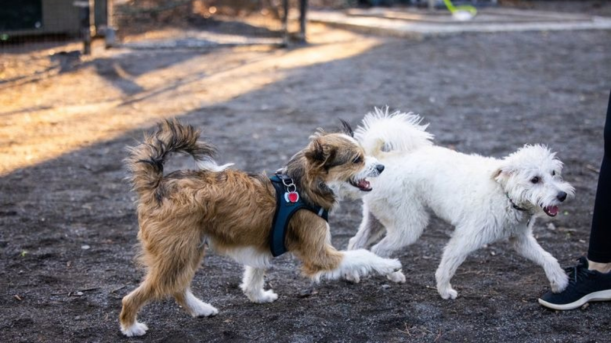 Illustration : "En promenade dans un parc, ce couple ne s’attendait absolument pas à rencontrer le fils de leur chien"