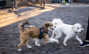 Illustration : "En promenade dans un parc, ce couple ne s’attendait absolument pas à rencontrer le fils de leur chien"