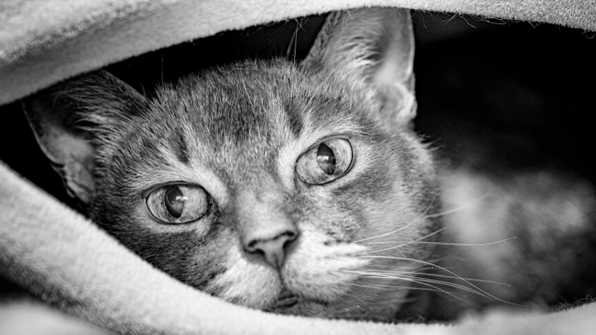 Illustration : "20 magnifiques clichés en noir et blanc de chats réalisés par un retraité passionné de photographie"