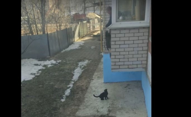 Illustration : "Un homme utilise un moyen original pour faire rentrer ses chats ! (Vidéo)"