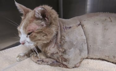 Illustration : "Après un terrible incendie qui a ravagé sa maison, une femme lance un appel à l’aide pour sauver son chat gravement blessé"