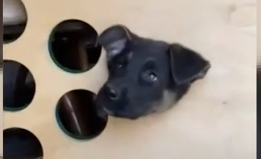 Illustration : "Un chien piégé dans un cornhole reçoit un panier de Pâques après avoir été sauvé par des policiers"