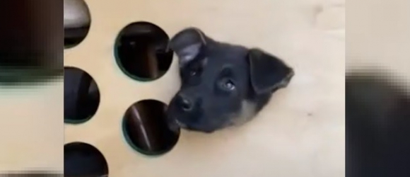 Illustration : "Un chien piégé dans un cornhole reçoit un panier de Pâques après avoir été sauvé par des policiers"