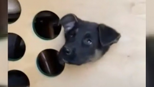 Illustration : Un chien piégé dans un cornhole reçoit un panier de Pâques après avoir été sauvé par des policiers